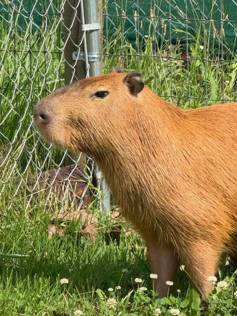 FairyTails Petting Farm — Columbia