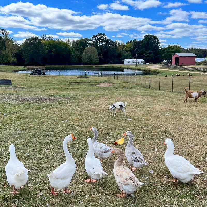 Falcon Ridge Farm — Toone