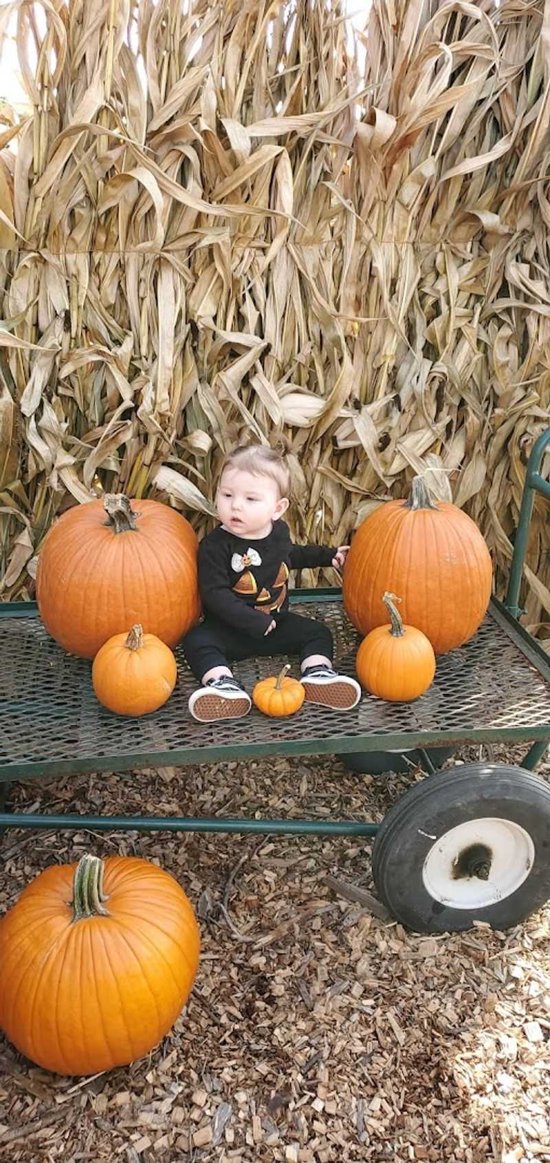 Fall Brings Pumpkins Hayrides and a Whole New Crowd Fall Brings Pumpkins Hayrides and a Whole New Crowd