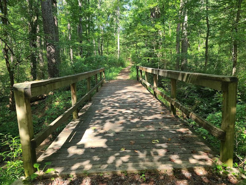Family-Friendly Hiking Trails Through Pine Forests