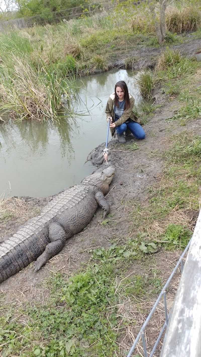 Feeding Frenzy with Gators and Crocs Feeding Frenzy with Gators and Crocs