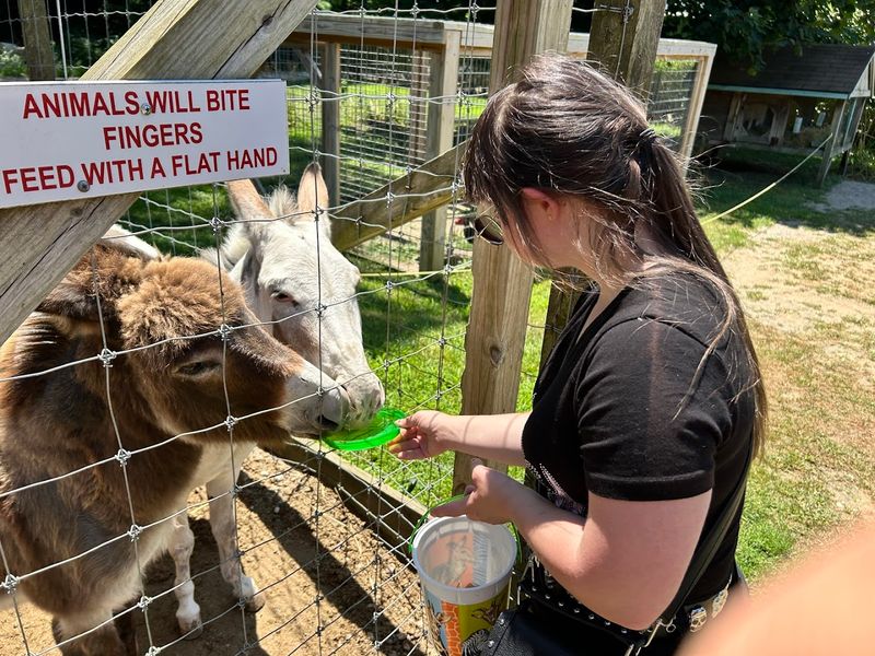 Feeding animals is the main event Feeding animals is the main event