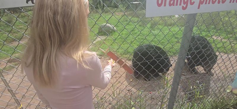 Feeding the Bears Apples — The Highlight Every Visitor Talks About Feeding the Bears Apples — The Highlight Every Visitor Talks About