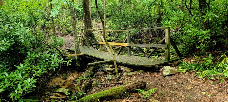 Forest Trails For Different Skill Levels Forest Trails For Different Skill Levels
