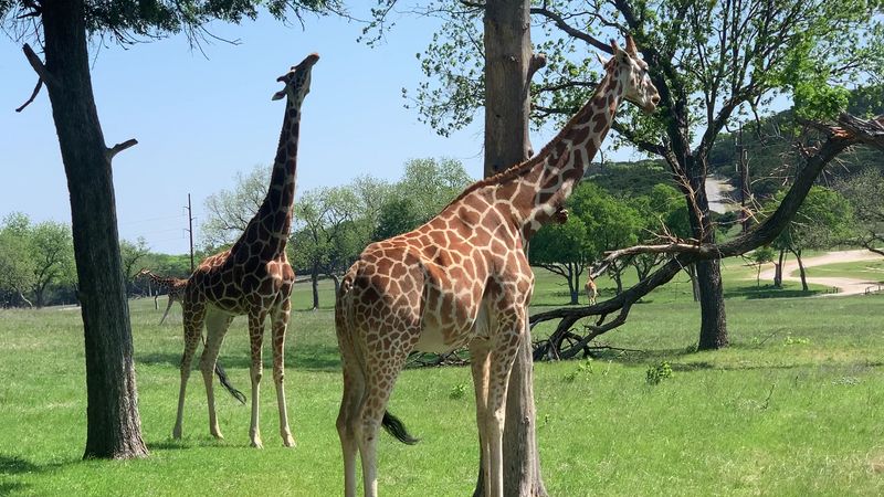 Fossil Rim Wildlife Center (Cresson)
