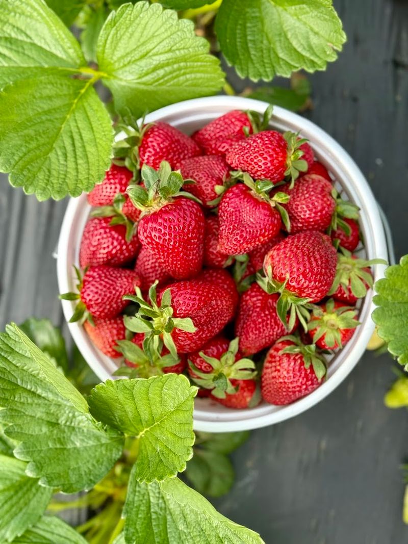 Fresh strawberries that live up to the hype Fresh strawberries that live up to the hype