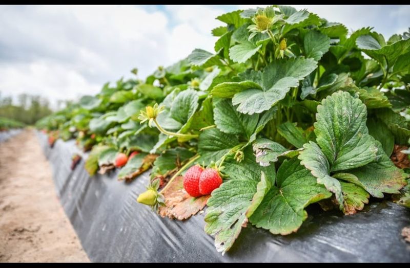 Froberg's Farm (Alvin) Froberg's Farm (Alvin)
