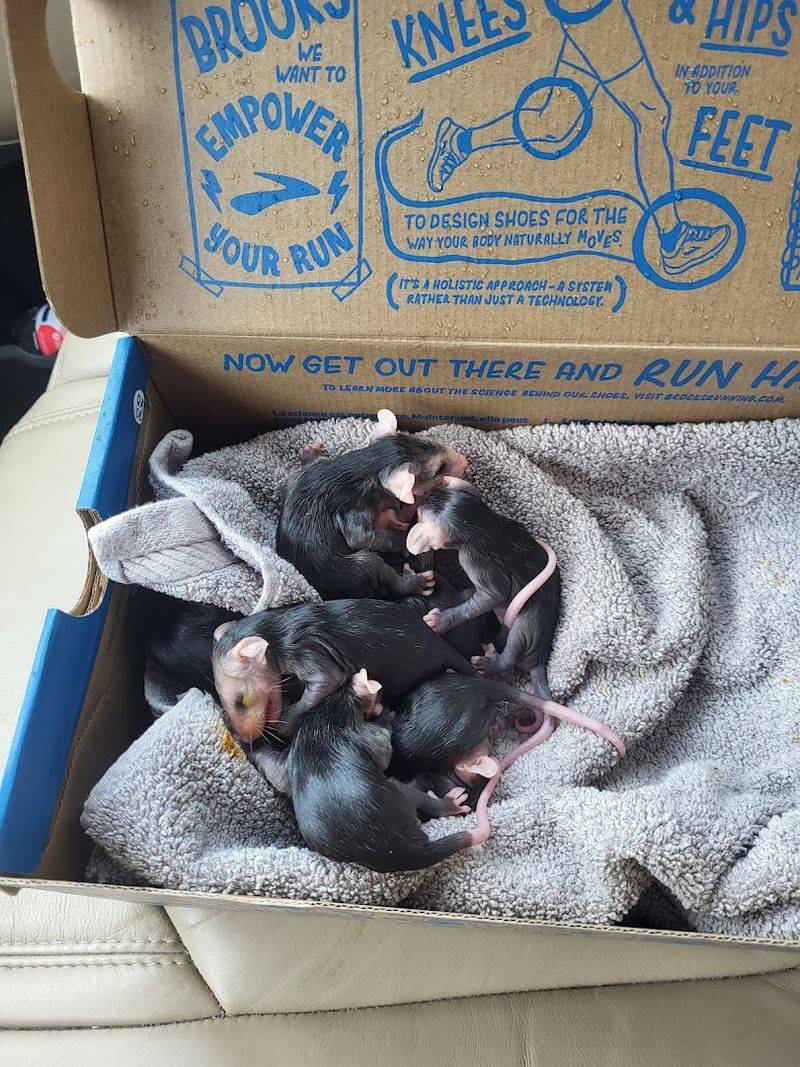 From Orphaned Babies To Injured Birds, The Rescue Takes Them All In From Orphaned Babies To Injured Birds, The Rescue Takes Them All In