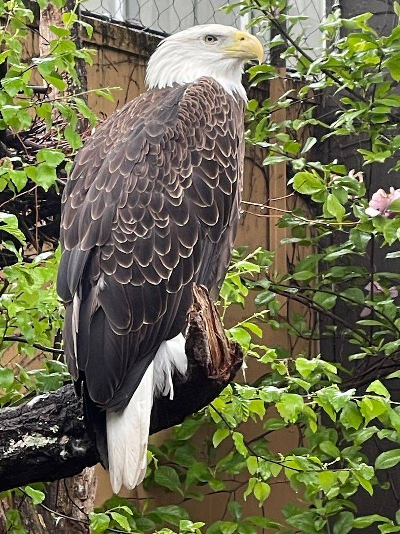 From penguins to giant eagles, the variety is impressive From penguins to giant eagles, the variety is impressive