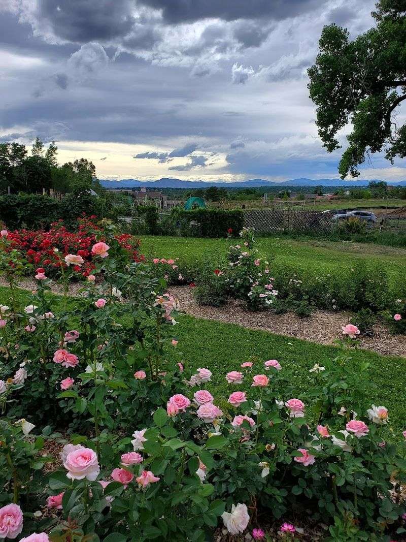 Why the Roses Carry the Entire Experience Why the Roses Carry the Entire Experience
