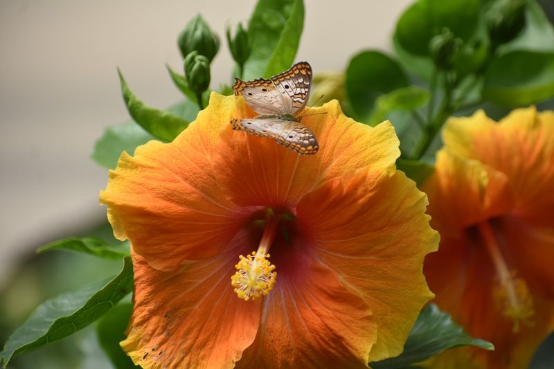 The Butterfly House That Changes the Tempo