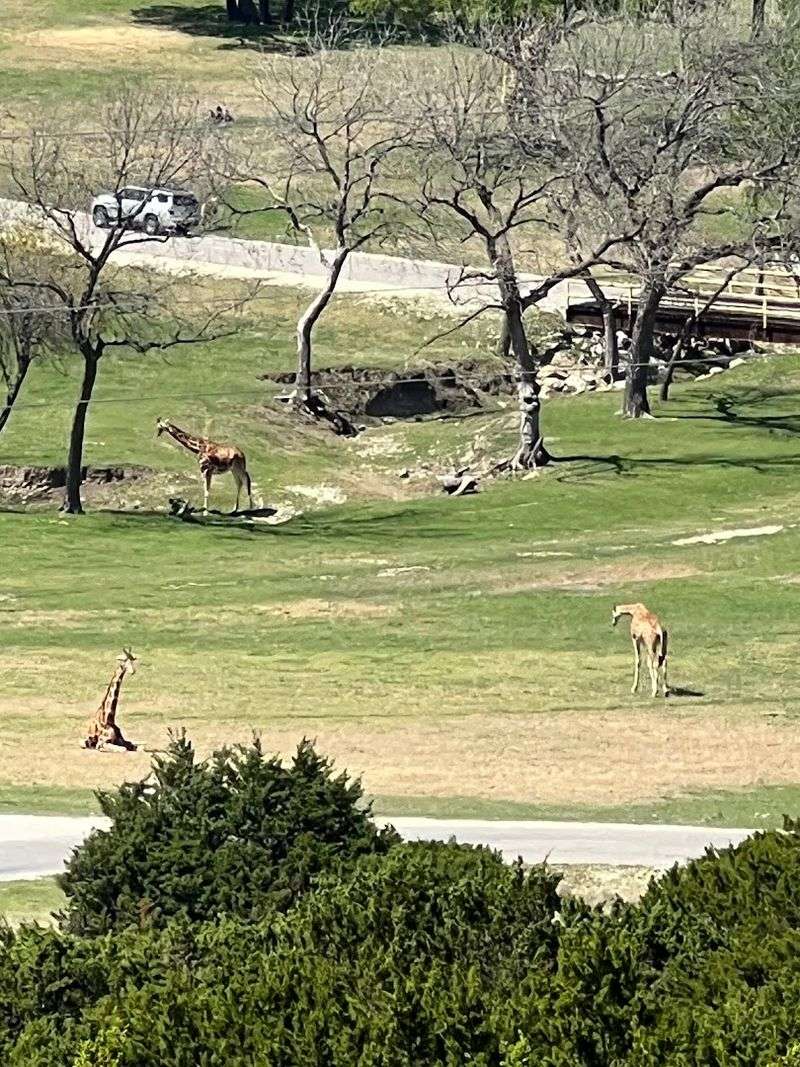 Giraffes Grazing Just Beyond Your Table
