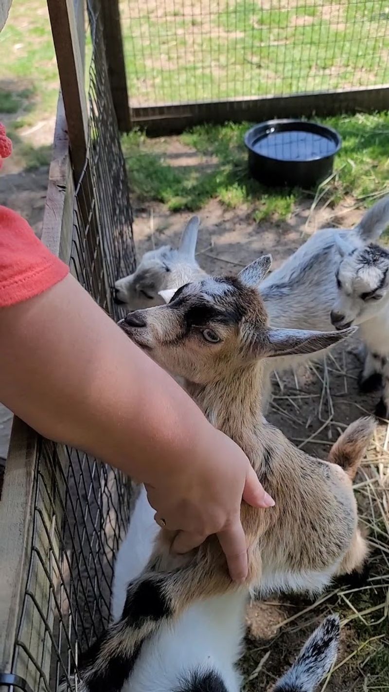 Goats, deer, and bottle-feeding steal hearts Goats, deer, and bottle-feeding steal hearts
