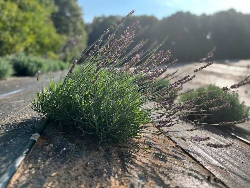 Great Lakes Lavender Farm Great Lakes Lavender Farm