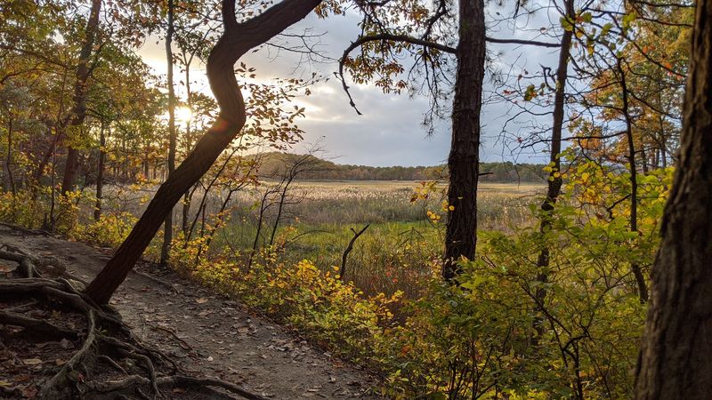 Green Trail - Cheesequake State Park