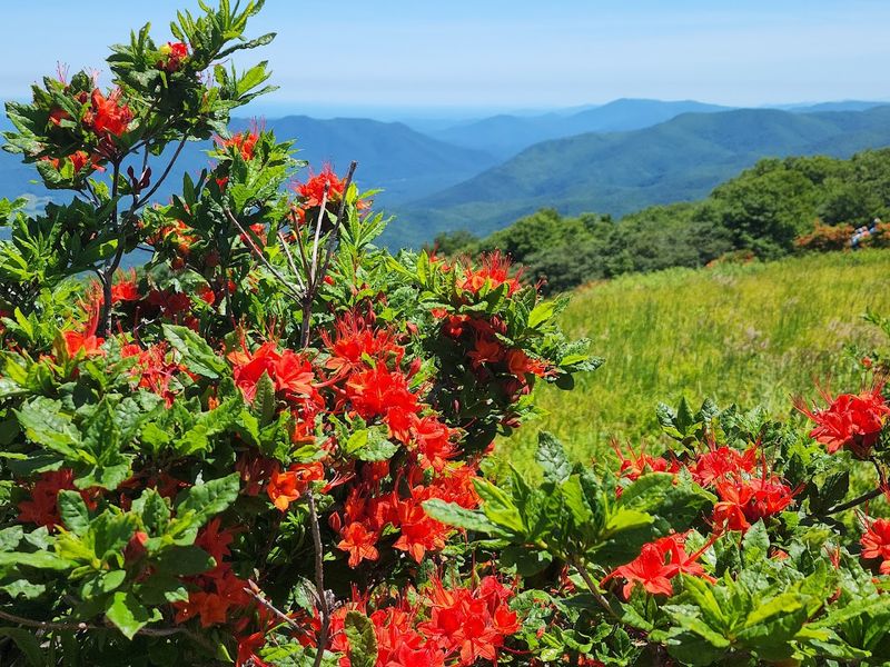 Gregory Bald — Great Smoky Mountains National Park