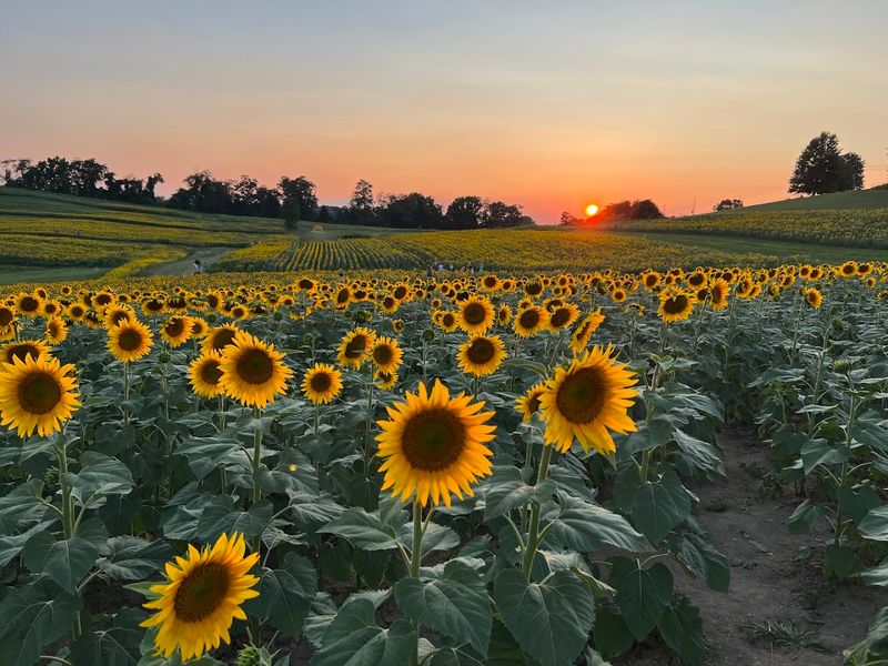 Half a million blooms create the big wow factor