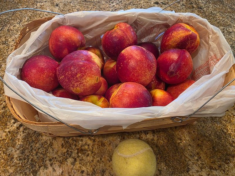Hallelujah Orchard — Lynnville Hallelujah Orchard — Lynnville
