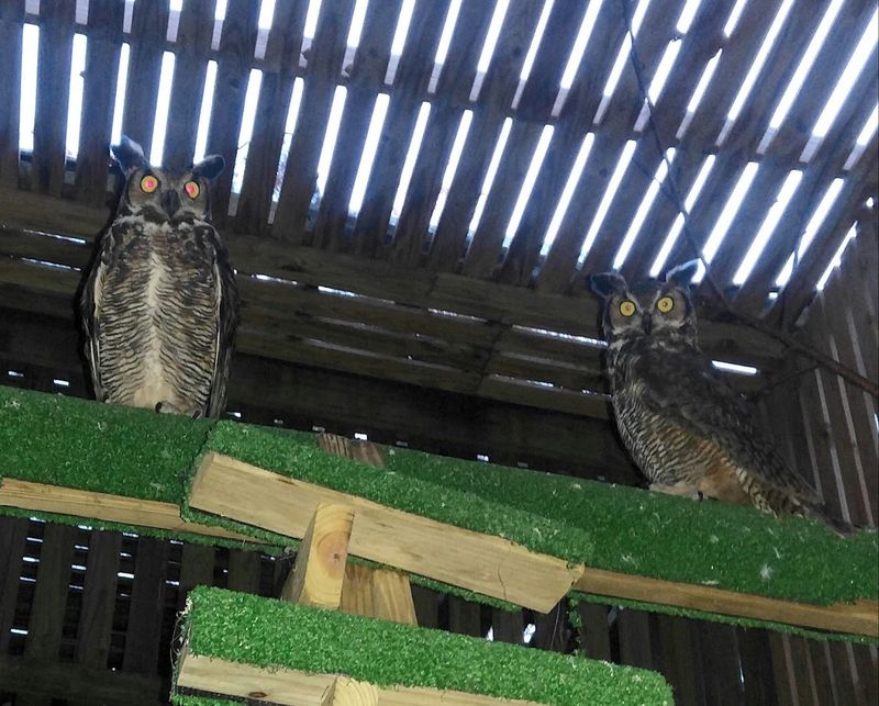 HappiNest Raptor Rescue — Signal Mountain