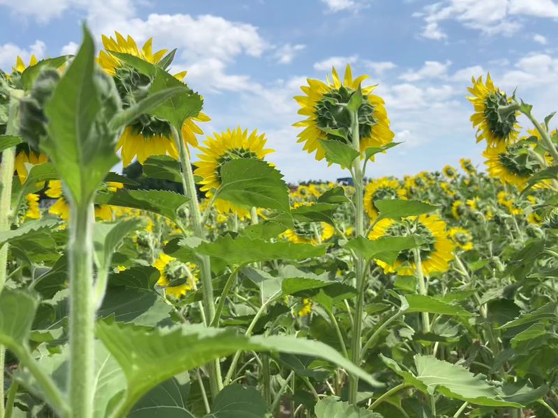 Happy Day Farm Happy Day Farm