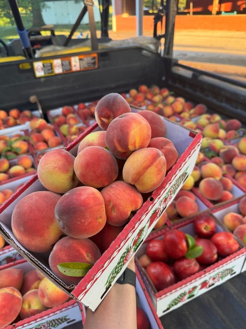 Head Peach Company — Clarksville