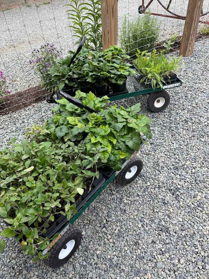Healthy plants ready for the garden Healthy plants ready for the garden