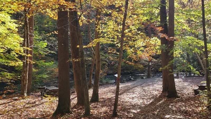 Hemlock Trees Give the Trails That Enchanted Forest Feeling Hemlock Trees Give the Trails That Enchanted Forest Feeling