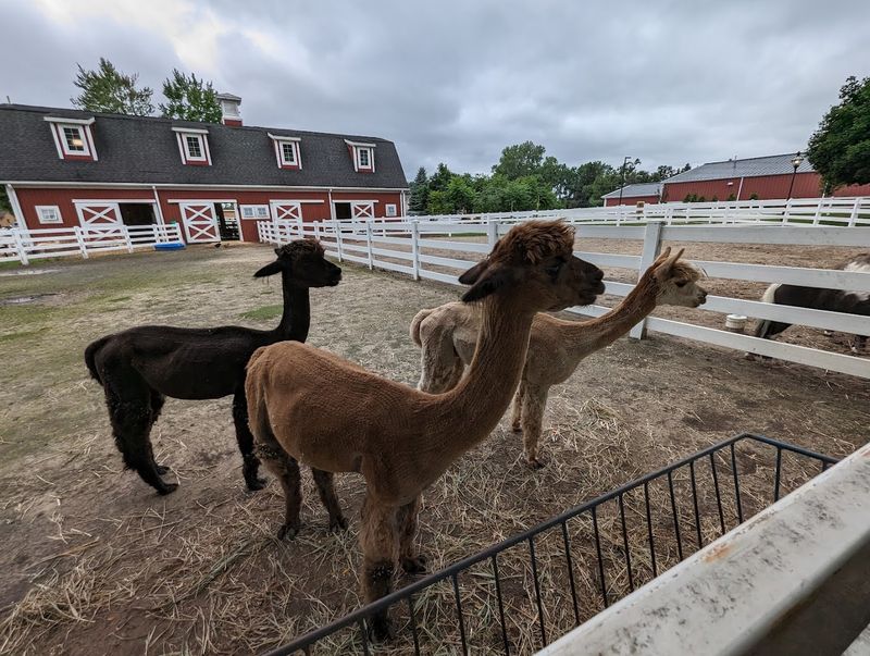 Heritage Park Petting Farm — Taylor