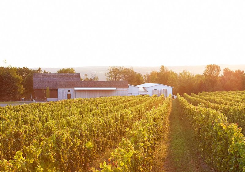 Hermann J. Wiemer Vineyard (Dundee)