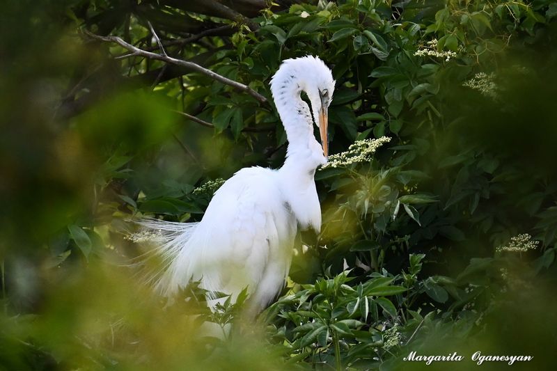 Herons, Egrets, and Ibises Turn the Trees Into a Living Nursery