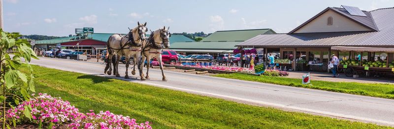 Hershberger’s Farm and Bakery Petting Area, Millersburg