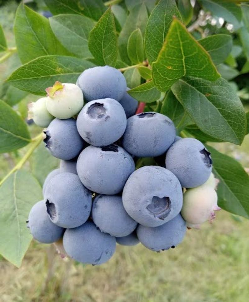 Hidden View Blueberries, Hiram Hidden View Blueberries, Hiram