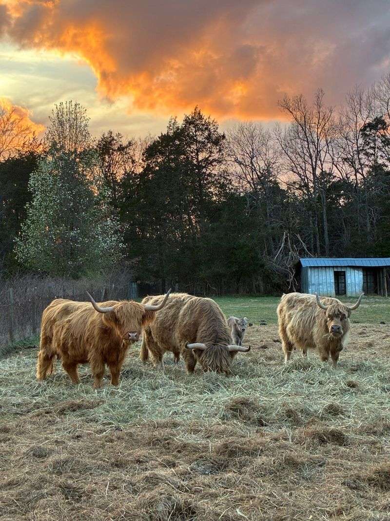 Highland Homestead — Chapel Hill Highland Homestead — Chapel Hill