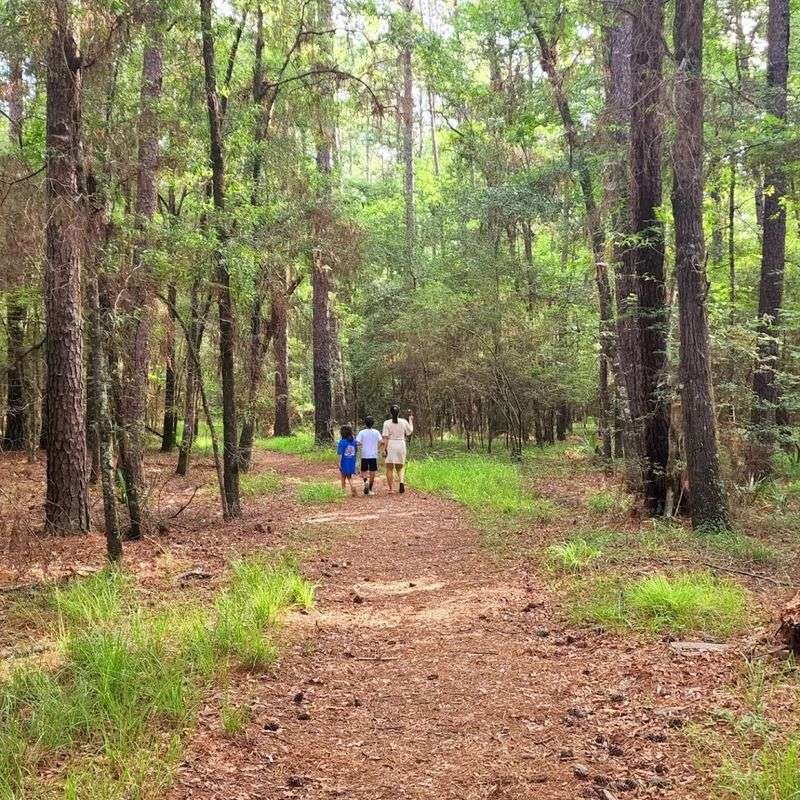 Hiking Trails Through Piney Woods