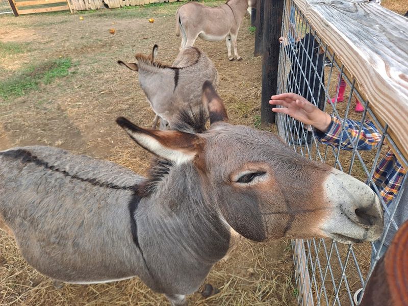 Honeysuckle Hill Farm — Springfield