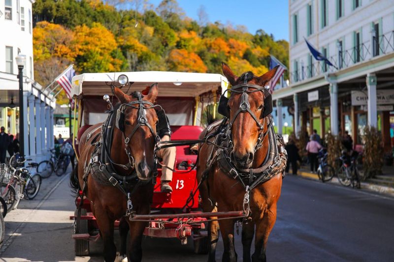 Horse-Drawn Carriage Tours Through Blooming Scenery Horse-Drawn Carriage Tours Through Blooming Scenery