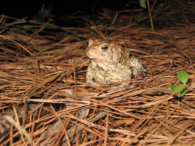 Houston Toad Houston Toad