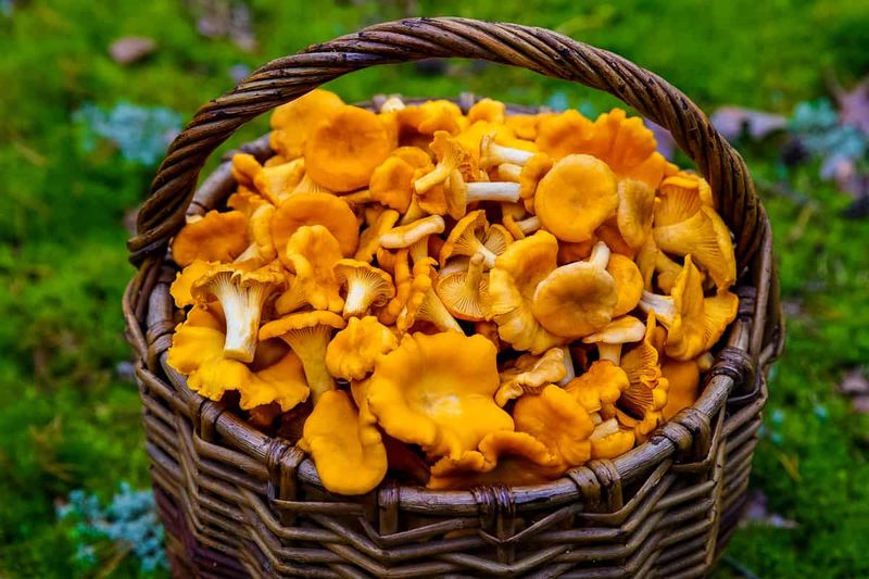 How To Tell It From Chanterelles How To Tell It From Chanterelles