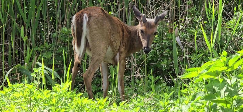 How a Former Landfill Became a Quiet New Jersey Wildlife Escape
