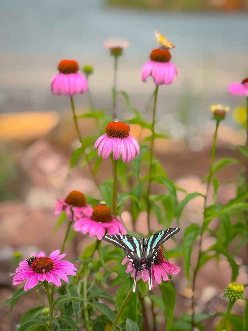 How it helps backyards support pollinators and birds How it helps backyards support pollinators and birds