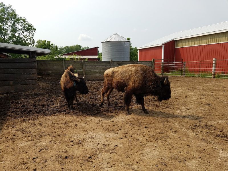 How to Plan a Weekend Visit Around the Herd and the Store How to Plan a Weekend Visit Around the Herd and the Store