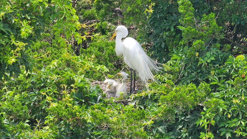 How to Watch Nesting Birds Without Disturbing Them
