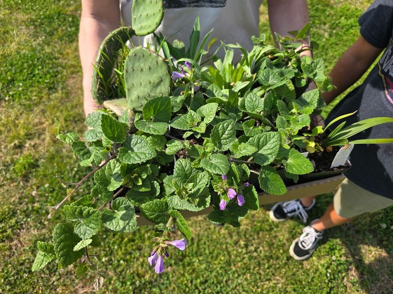 Ideal for habitat gardens and wildlife-minded planting Ideal for habitat gardens and wildlife-minded planting