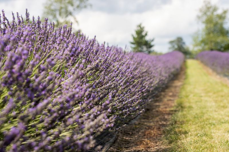 Indigo Lavender Farms Indigo Lavender Farms