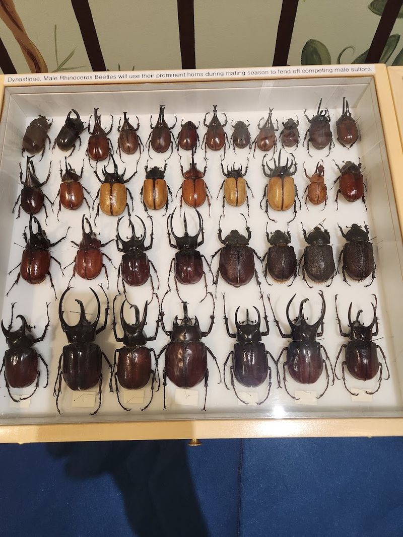 Insectropolis, The Bugseum of New Jersey - Toms River Insectropolis, The Bugseum of New Jersey - Toms River