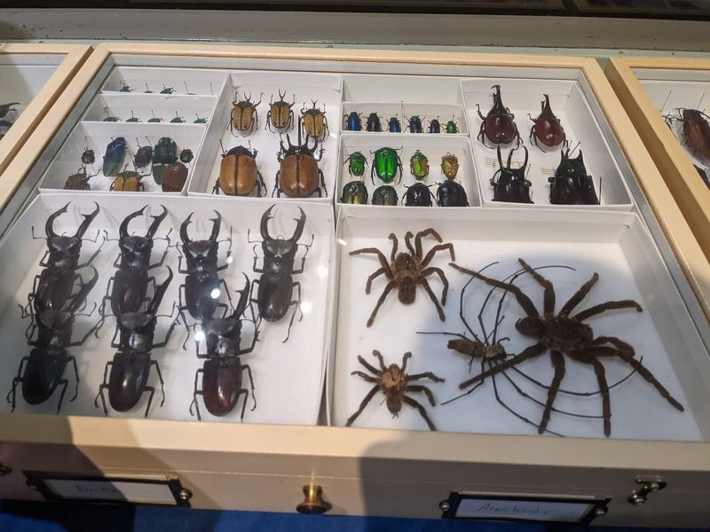 Insectropolis