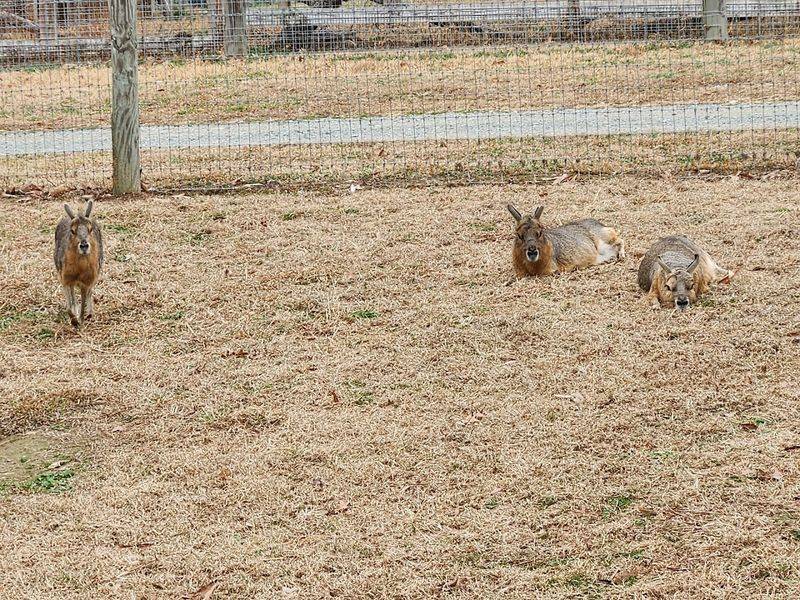 Is Liberty Acres Worth the Trip?