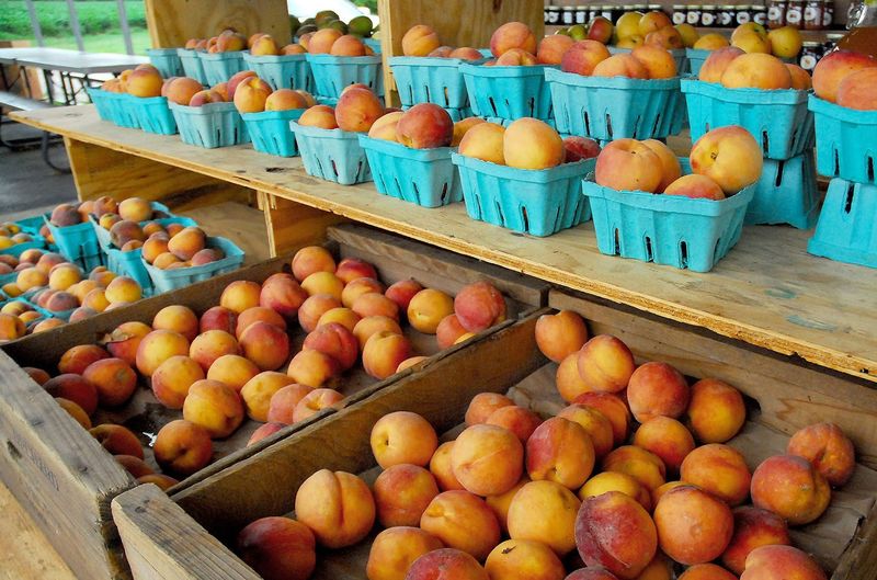 Jones Orchard — Millington Jones Orchard — Millington