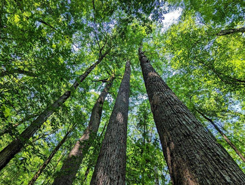 Joyce Kilmer Memorial Forest (Robbinsville)