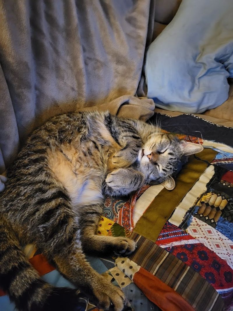 The Cat's Closet (Bloomington)